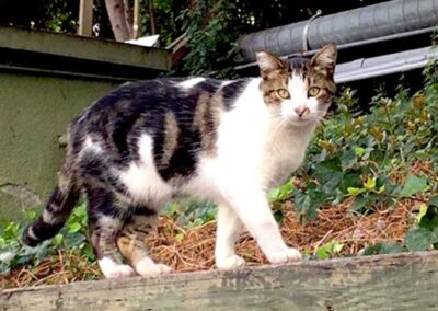 Roaming the Wild: The Resident Cats of Disneyland