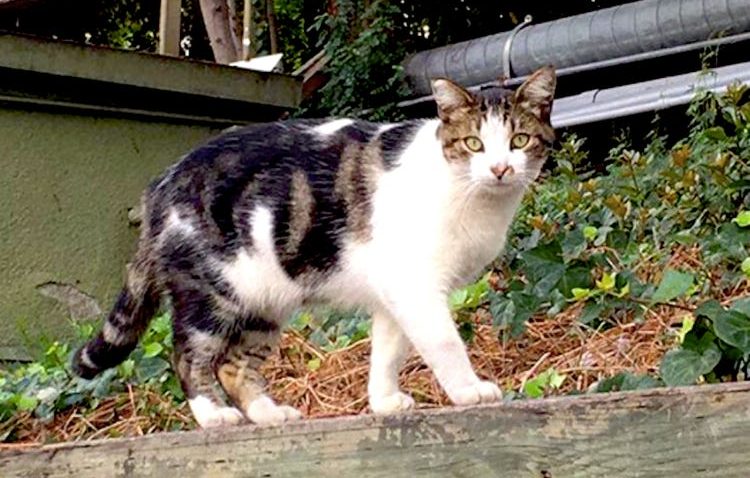 Roaming the Wild: The Resident Cats of Disneyland