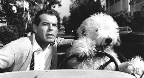 fred macmurray the shaggy dog